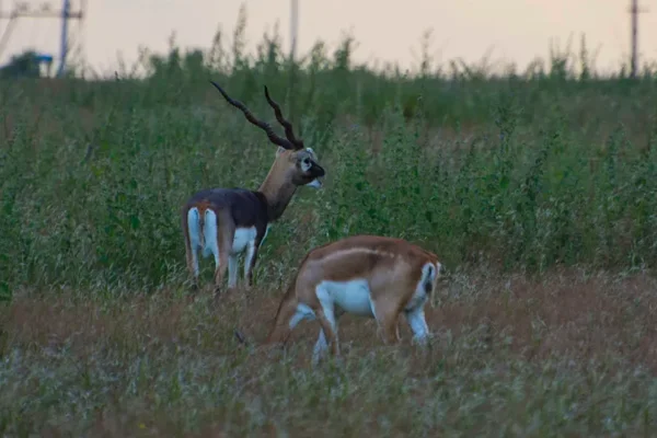 Blackbuck wildlife